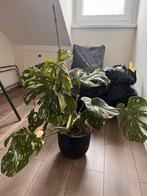 Bonte monstera, Huis en Inrichting, Kamerplanten, Ophalen, Halfschaduw, In pot, Minder dan 100 cm