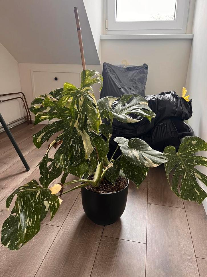 Bonte monstera, Huis en Inrichting, Kamerplanten, Minder dan 100 cm, Groene kamerplant, Halfschaduw, In pot, Ophalen
