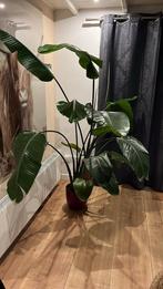 Strelitzia kamerplant - Paradijsvogelbloem, Huis en Inrichting, Kamerplanten, Ophalen, Overige soorten, Halfschaduw, In pot