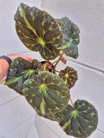 Begonia Barsalouxiae p12 beschikbaar voor biedingen