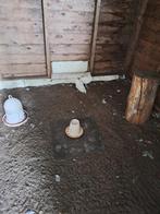 2 jonge witte pauwen van 28 juni en 5 juli 2025, Dieren en Toebehoren, Ophalen, Overige typen