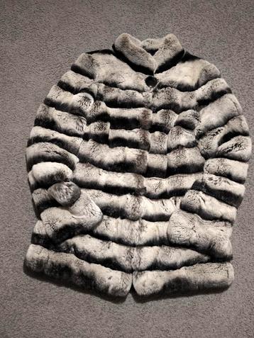 bontjas konijn (Chinchilla) beschikbaar voor biedingen