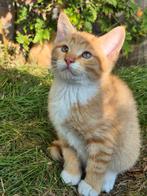 4 lieve kittens aangeboden, Dieren en Toebehoren, Katten en Kittens | Overige Katten, Kater