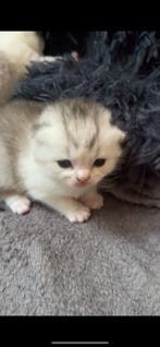Raszuivere Britshaar kittens zoeken een warm Forever Home, Dieren en Toebehoren, Katten en Kittens | Raskatten | Korthaar, Meerdere dieren