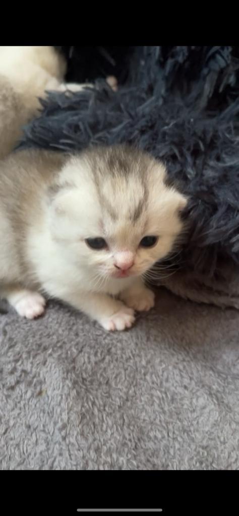 Raszuivere Britshaar kitten zoekt een warm Forever Home, Dieren en Toebehoren, Katten en Kittens | Raskatten | Korthaar, Meerdere dieren