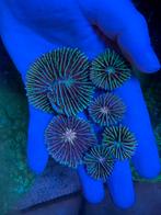 Fungia koraal zeeaquarium, Dieren en Toebehoren, Vissen | Aquariumvissen