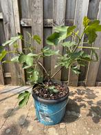 Fig tree (vijgenboom), Ophalen, Minder dan 100 cm, Vijgenboom