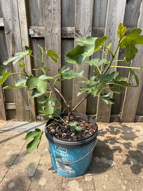 Fig tree (vijgenboom), Tuin en Terras, Planten | Fruitbomen, Vijgenboom, Minder dan 100 cm, Ophalen