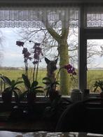 Nestje Mechelaar x Hollander pups, Dieren en Toebehoren, 8 tot 15 weken, CDV (hondenziekte), Meerdere, Meerdere dieren