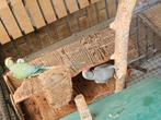Kweekkoppel halsbanden, Dieren en Toebehoren, Vogels | Overige Vogels, Meerdere dieren