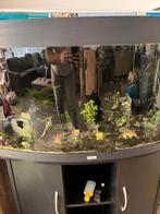 Juwel Vision 180, Dieren en Toebehoren, Vissen | Aquaria en Toebehoren, Ophalen