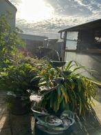 Koperen tuin (kamer) fontein, Ophalen, Gebruikt, Overige materialen, Fontein