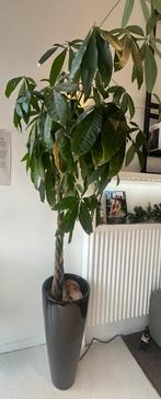 plant met pot, Huis en Inrichting, Kamerplanten, Ophalen, In pot, Halfschaduw, 100 tot 150 cm