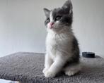 4 mooie x Britse korthaar kittens (mogen gelijk verhuizen), Meerdere dieren
