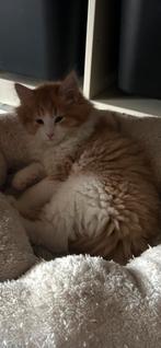 Mooie Maine Coon kittens, Dieren en Toebehoren, Meerdere dieren, Gechipt, 0 tot 2 jaar