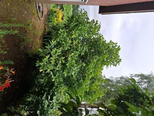 Magnolia, beukenhaag ed. Hortensia's zijn al weg!, Tuin en Terras, Planten | Tuinplanten, Overige soorten, Halfschaduw, Zomer