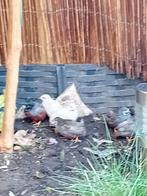 Chinese dwerg kwartels, Dieren en Toebehoren, Pluimvee, Mannelijk, Overige soorten