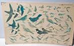 Vintage schoolplaat met vogels, Ophalen, Natuur en Biologie