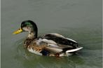 Woerden, Dieren en Toebehoren, Pluimvee, Mannelijk, Eend