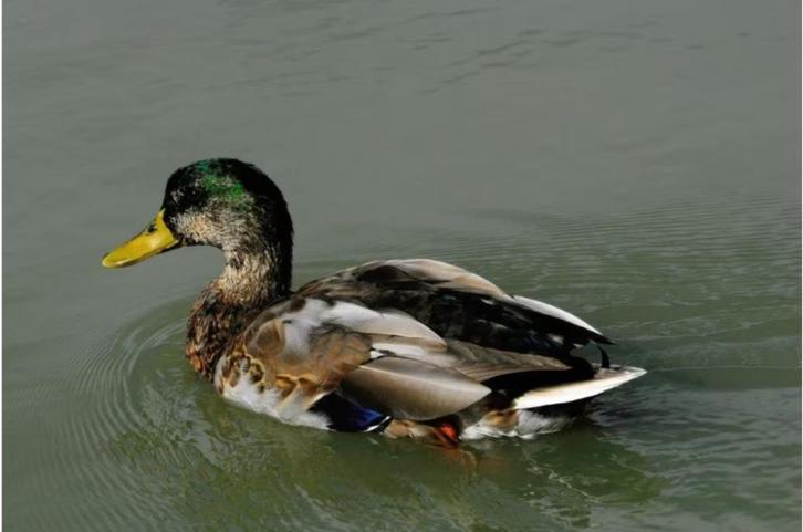 Woerden, Dieren en Toebehoren, Pluimvee, Eend, Mannelijk