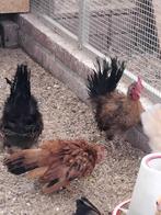 Zijdeveer serama haan 3 1/2 maand oud, Dieren en Toebehoren, Pluimvee, Mannelijk, Kip