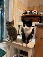 2 katers die nog een warme huis zoeken, Dieren en Toebehoren, Katten en Kittens | Overige Katten, Kortharig