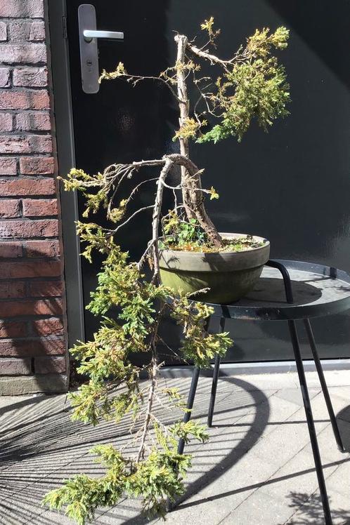 Juniperus squamata bonsa starter, Tuin en Terras, Planten | Bomen, Overige soorten, Minder dan 100 cm, Ophalen