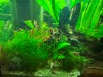 Rood Neocaridina Garnalen, Kreeft, Krab of Garnaal, Zoetwatervis, Schoolvis