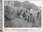 Zeeland, geoogste aardappelen worden verscheept in 1929, Verzamelen, Gebruikt, Voor 1940, Verzenden