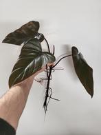 Philodendron Dark Lord, Ophalen of Verzenden, Halfschaduw, Minder dan 100 cm