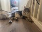 Prachtige Main Coon poes (kitten) Tabby Blotched, Poes