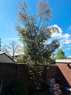 Eucalyptus Gunni boom, Volle zon, 400 cm of meer, Ophalen