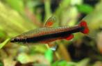nannostomus beckfordi ret € 2,50, Dieren en Toebehoren, Vissen | Aquariumvissen, Vis, Zoetwatervis, Schoolvis