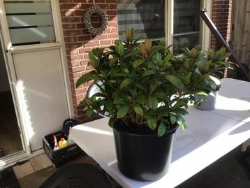 skimmia plant ongeveer 60 cm hoog in pot. beschikbaar voor biedingen