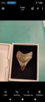 Echte megaldon haaientand fossiel groot nieuw, Ophalen of Verzenden, Nieuw