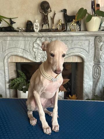 Italiaanse Windhond beschikbaar voor biedingen