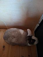 2 konijnen, Dieren en Toebehoren, Knaagdieren, Mei, Meerdere dieren, Overige typen, Tam