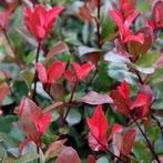 Glansmispel (Photinia fraseri 'Little Red Robin'), Tuin en Terras, Ophalen of Verzenden, Overige soorten, Minder dan 100 cm