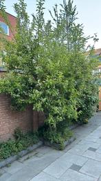 Gratis appel boom, Tuin en Terras, Planten | Bomen, Ophalen of Verzenden, Volle zon, Overige soorten