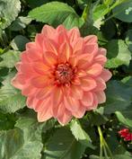 Dahlia knol Nicholas oranje, Tuin en Terras, Bloembollen en Zaden, Ophalen of Verzenden, Volle zon, Knol