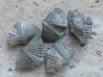 Brachiopoden Fossielen 5 stuks, Verzamelen, Verzenden, Fossiel