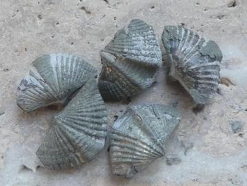 Brachiopoden Fossielen 5 stuks beschikbaar voor biedingen