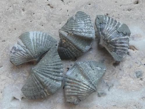 Brachiopoden Fossielen 5 stuks, Verzamelen, Mineralen en Fossielen, Fossiel, Verzenden