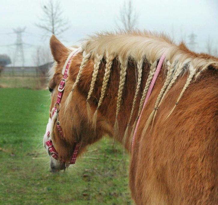 Paarden stalling aangeboden kijk beschrijving, Dieren en Toebehoren, Stalling en Weidegang