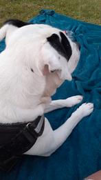 Stafford, 6 jaar of ouder, Reu, Eén hond, Middel