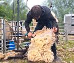 Schapen scheren, Dieren en Toebehoren, Meerdere dieren, Schaap