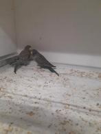 Blackface parkieten, Dieren en Toebehoren, Vogels | Parkieten en Papegaaien, Meerdere dieren, Parkiet, Geringd