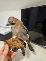 Vlaamse gaai, Mannelijk