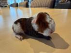 Raszuivere US Teddy Cavia's met stamboom, Cavia, Vrouwelijk, Januari, Tam