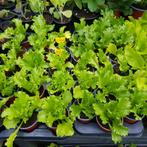 Laatste moestuinplantjes te koop voor het goede doel, Ophalen, Volle zon, Groenteplanten, Eenjarig